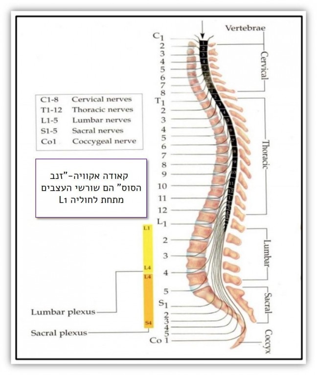 qauda eq