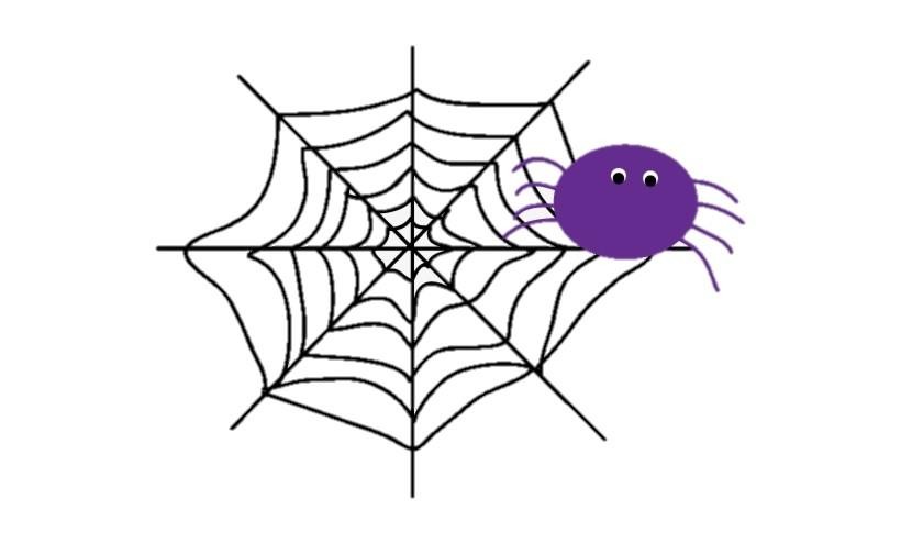 spider transp