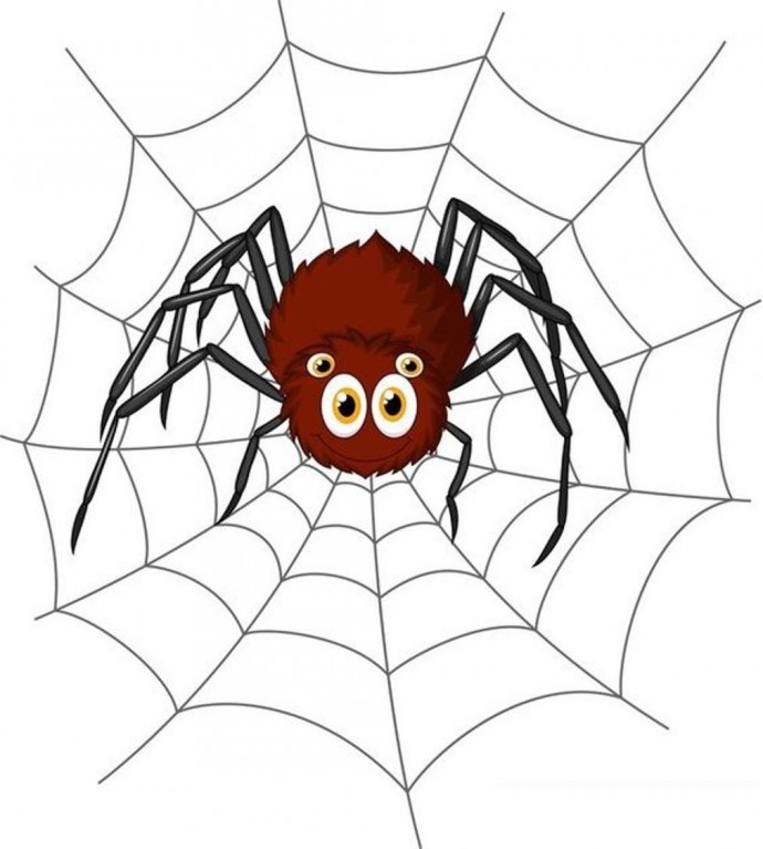 spider